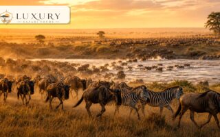 Luxury lodge or tented camp near Nairobi