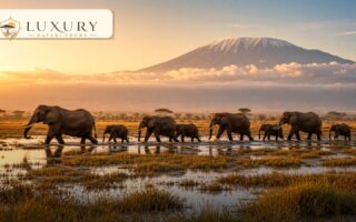 Luxury lodge or tented camp near Nairobi