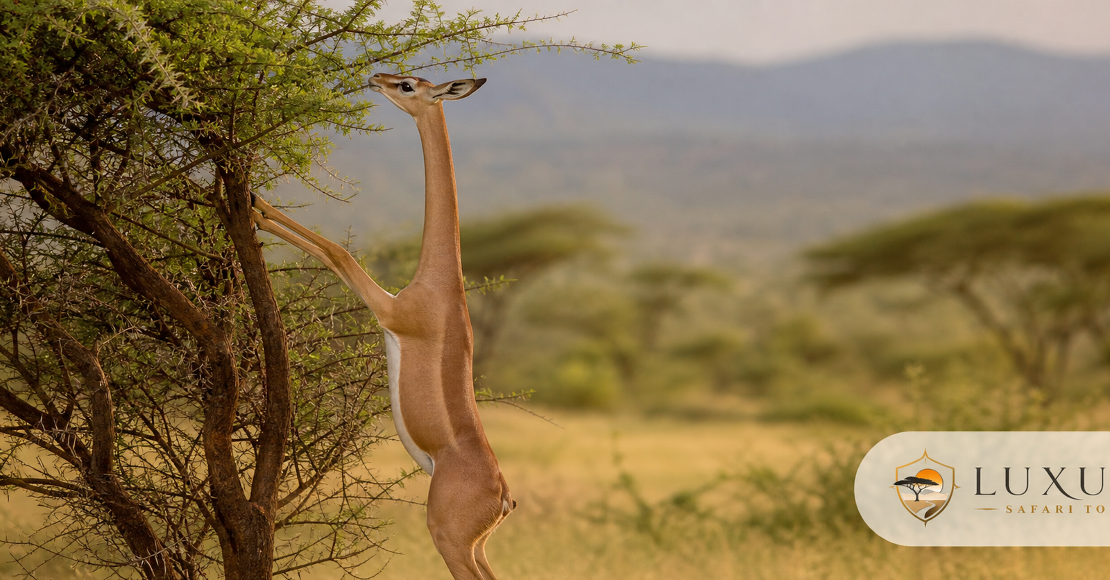 Gerenuk standing in Samburu with the Luxury Safari Tours logo