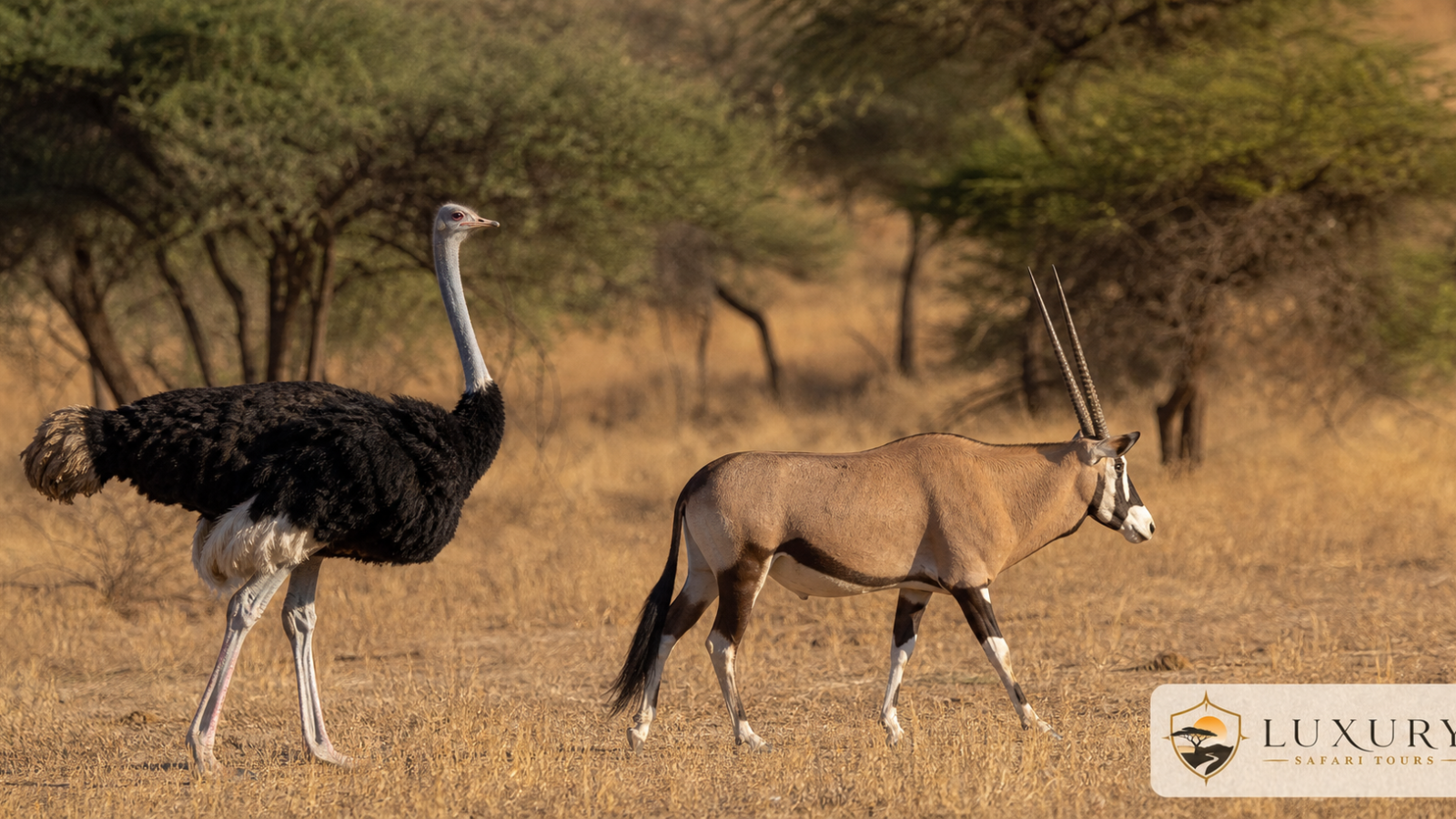 Somali ostrich and beisa oryx in Samburu with the Luxury Safari Tours logo