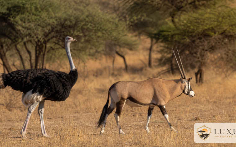 Somali ostrich and beisa oryx in Samburu with the Luxury Safari Tours logo